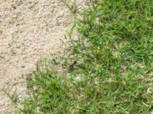 gras zand regen