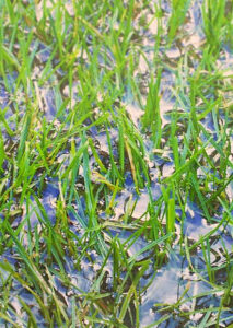 maaien na regen plassen op gazon
